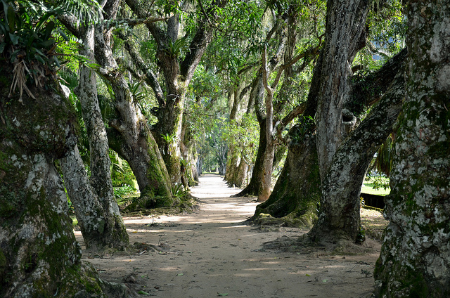 Botaniska trädgården i Rio de Janeiro