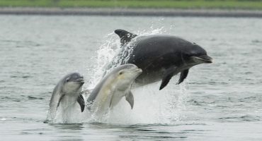Skottlands Dolphin coast