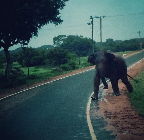 Vild elefant nära Panama och Arugam Bay.