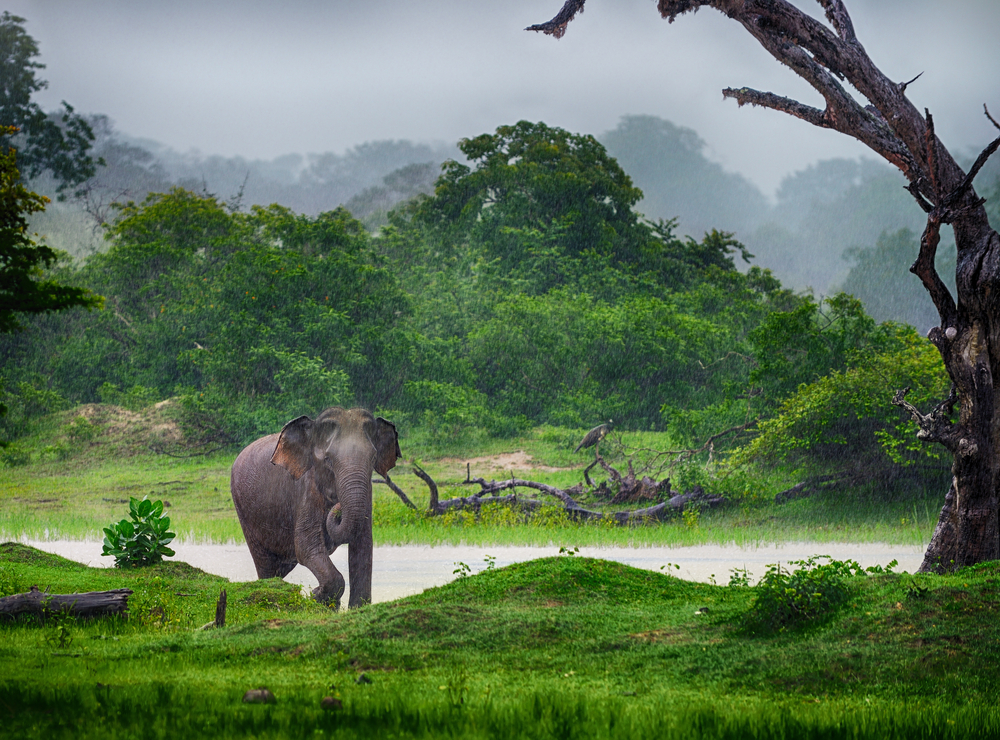 Vild elefant på Sri Lanka. Foto: Shutterstock