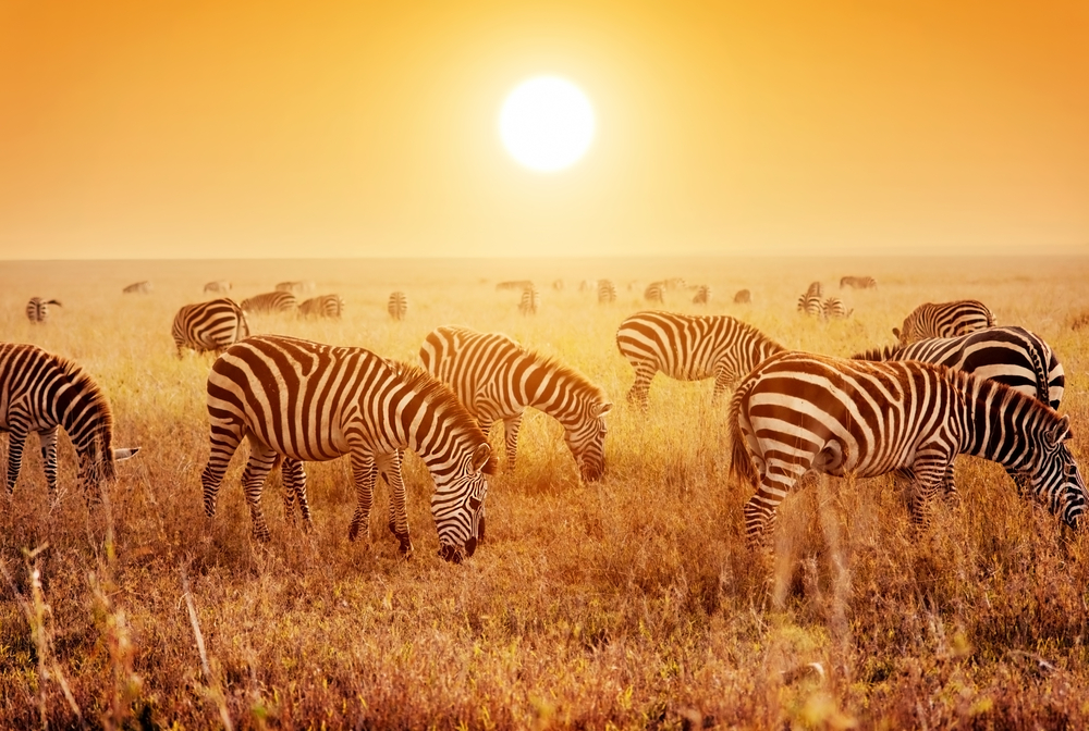 Sara är inte ensam om att vilja åka på safari i Afrika.